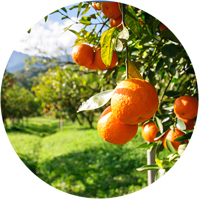 Harvesting Bodrum Tangerines