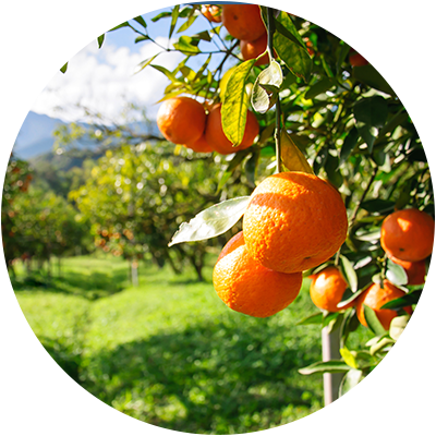 Harvesting Bodrum Tangerines